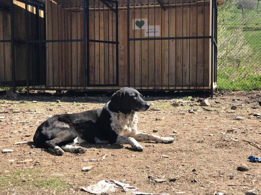 Безпритульні собаки отримали ще два вольєри