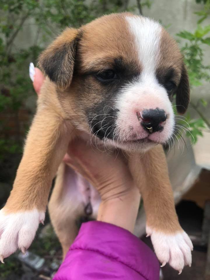 Хорошого господаря та домівку шукають собачки маленької породи