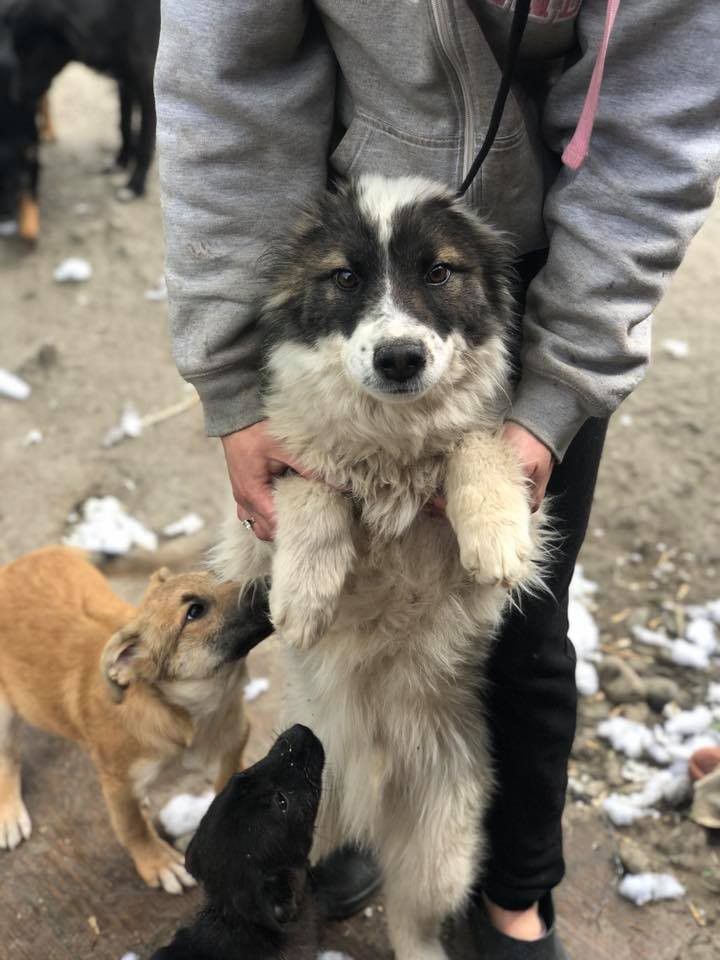 Хорошого господаря та домівку шукають собачки з дому Сірка