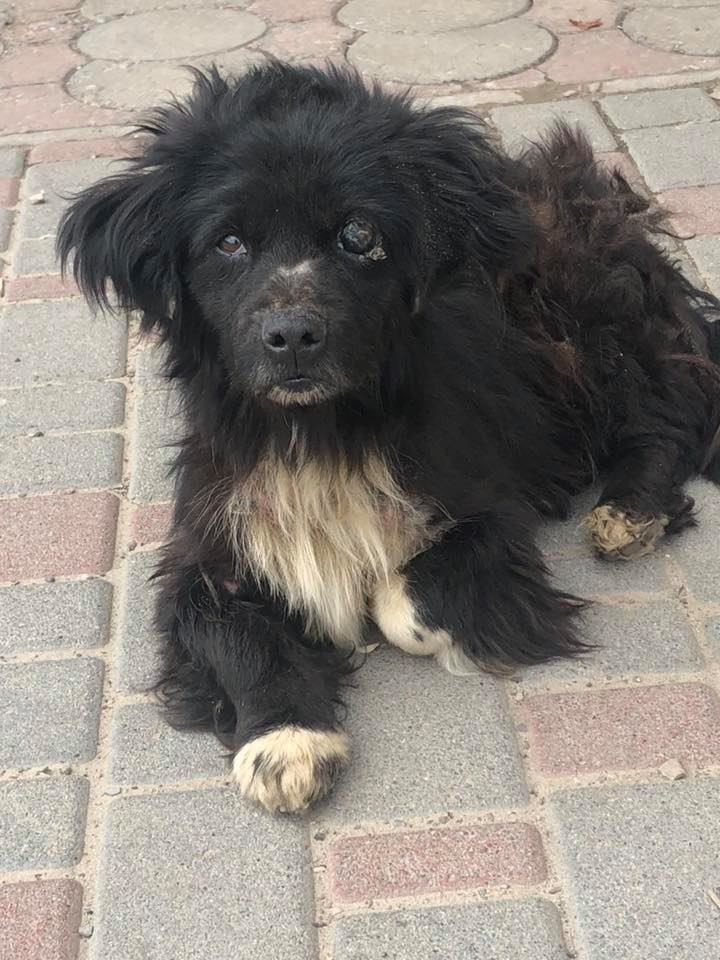 Фінансової допомоги потребує Чарлі, якого забрали з вулиці у Голині 