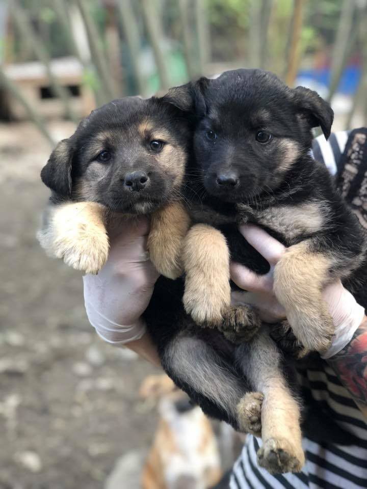 Хорошого господаря та домівку шукають собачки з дому Сірка


