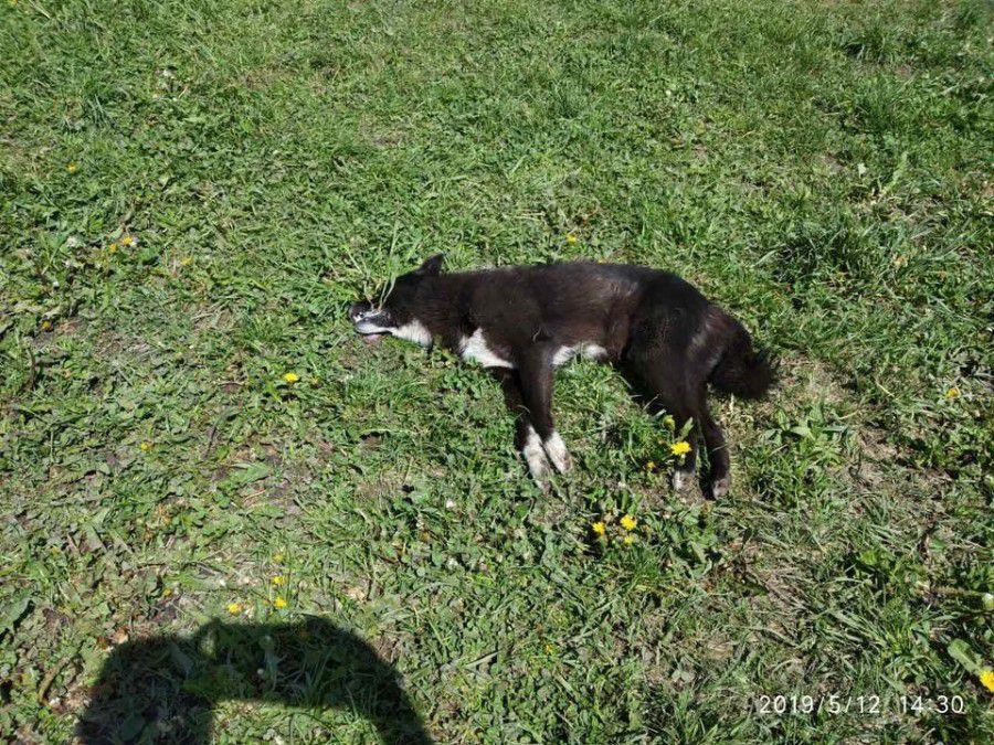 У Калуші отруїли собаку