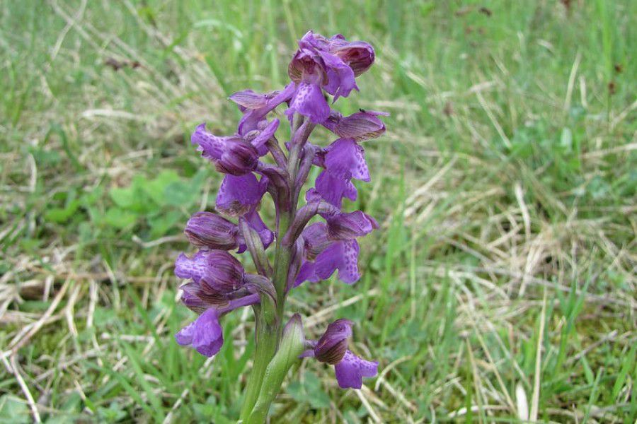 Зозульки травневі використовуються у народній медицині і є добрими медоносами