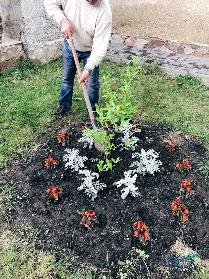 Дітки допомагали засипати магнолію землею та по черзі її поливали