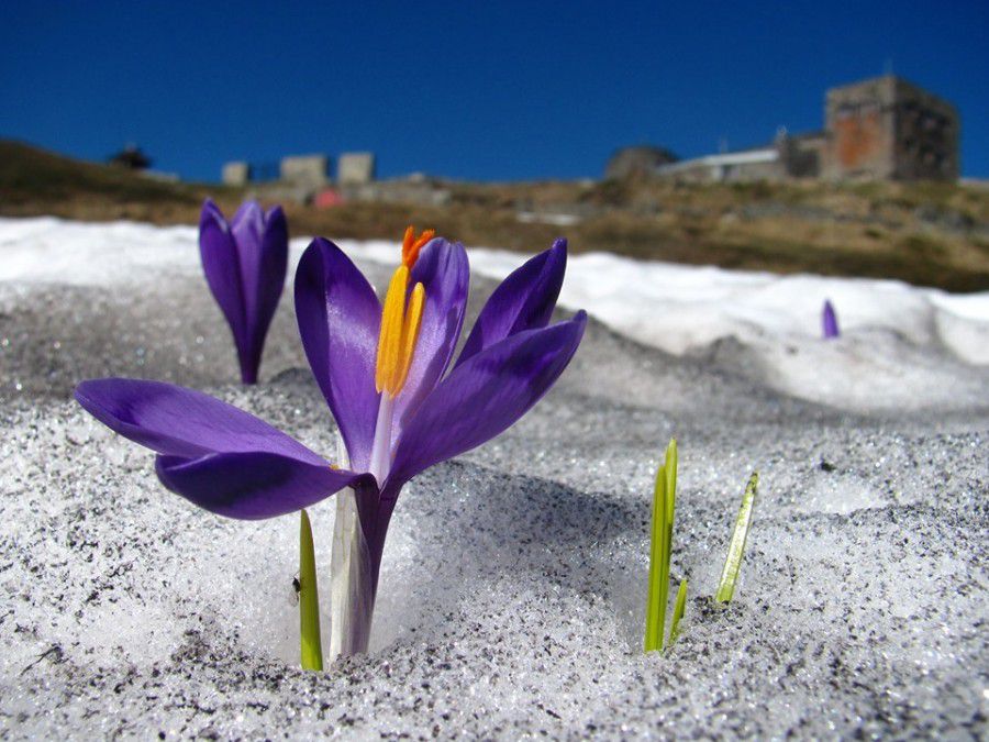 Використовується як декоративна рослина