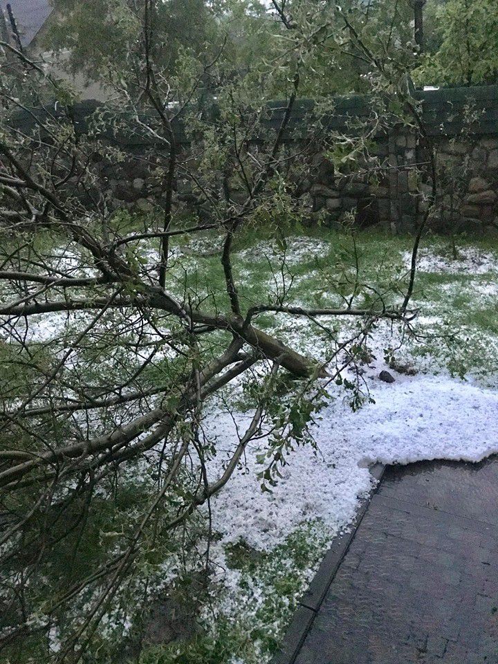 Град у приватному секторі збив з кущів і дерев усе листя, знищив городину