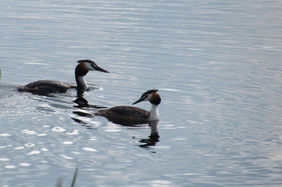 Гніздо пірникоз може плавати на воді, хоча частіше спирається на підводні рослини або дно на мілководді