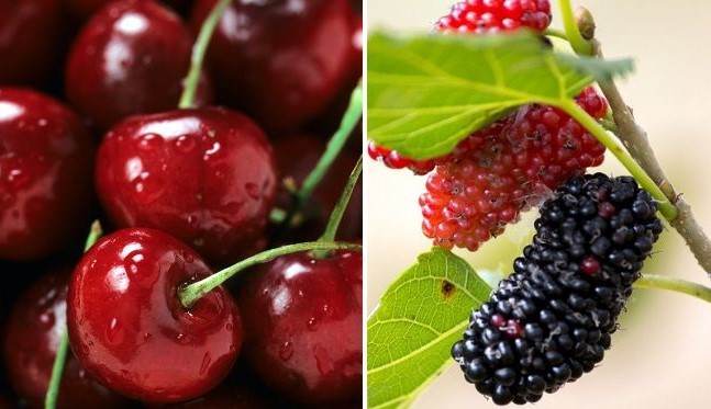 Ілюстрація. Найкраще ягоди, які не встигли з&rsquo;їсти влітку, сушити чи заморожувати