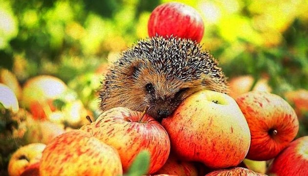 Ілюстрація. Один із проєктів передбачає створення "Яблучного скверу"