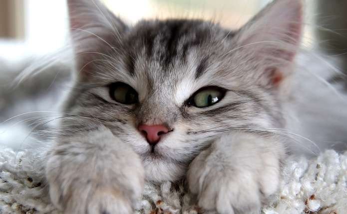 Ілюстрація. Власниця хостелу гарантує своєчасне прибирання і годування. Можливий щоденний фотовідеозвіт