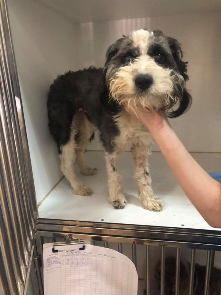 За лікування собаки необхідно сплатити 3017 гривень.