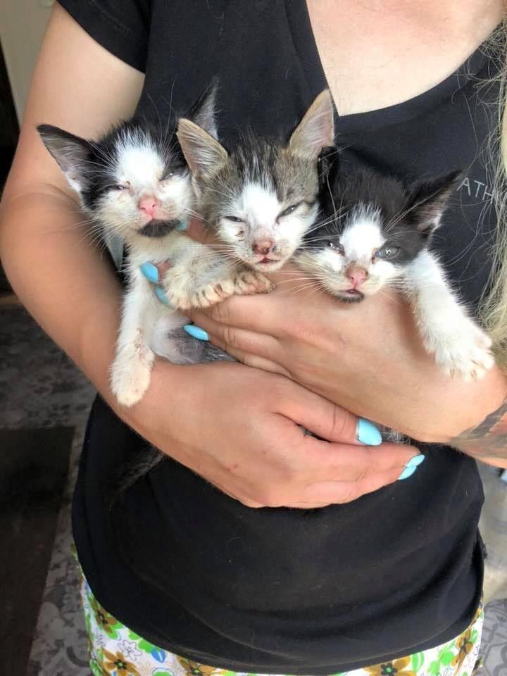 На ярмарку присутні зможуть взяти собі під опіку кошенят