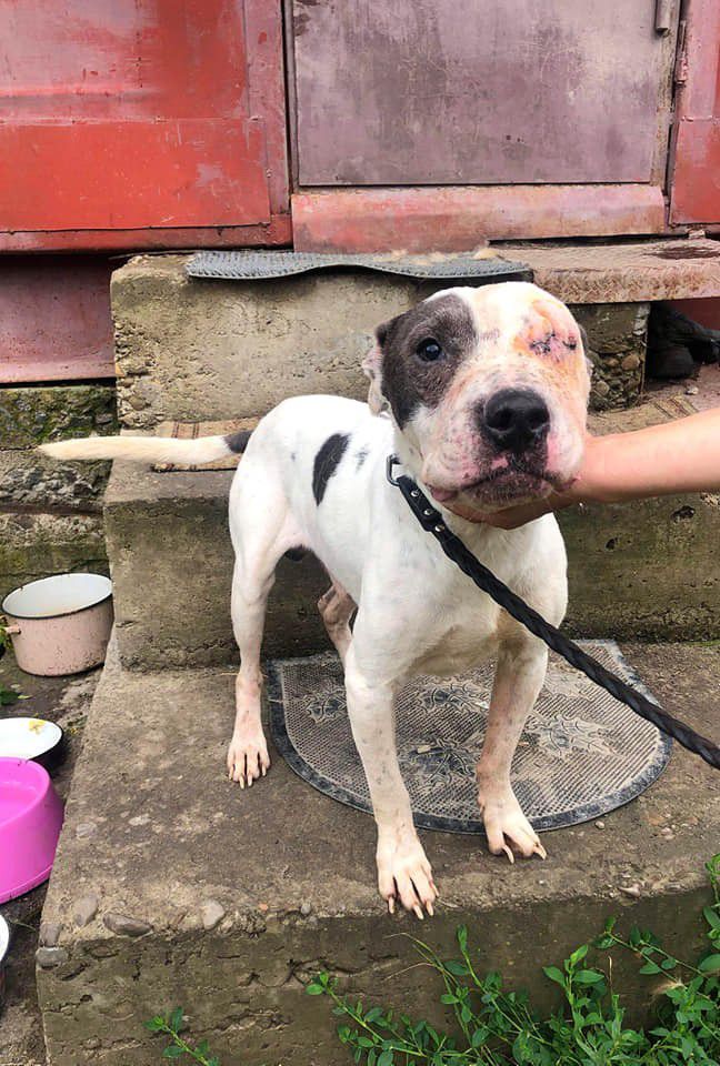 Честер шукає нового господаря.