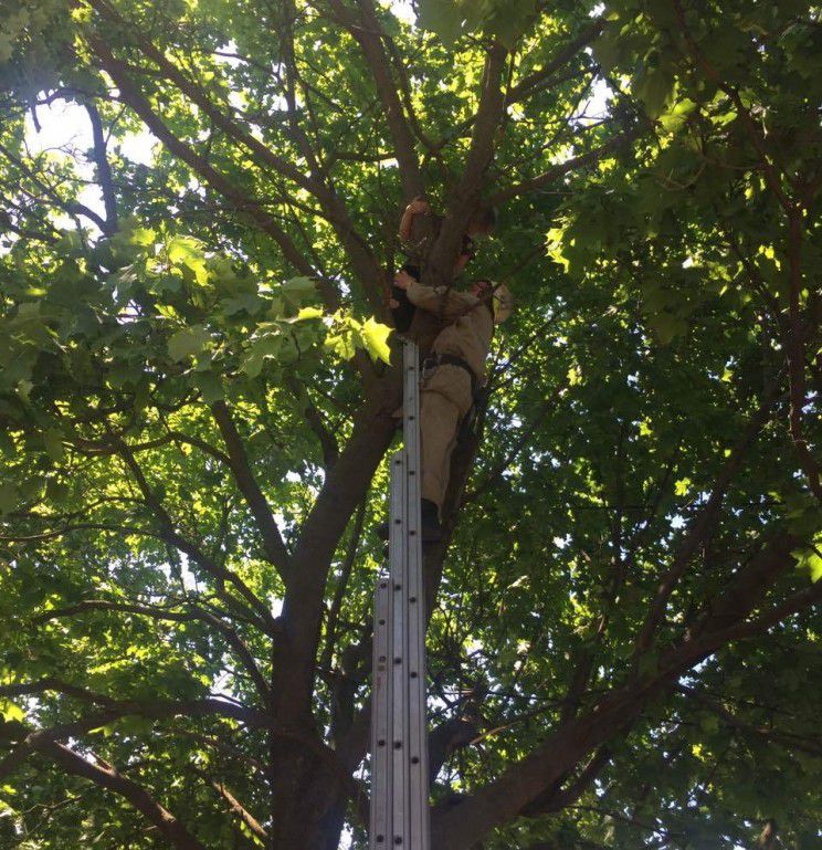 Ілюстрація. Рятувальники знімали з дерева дитину, що не могла самостійно злізти.