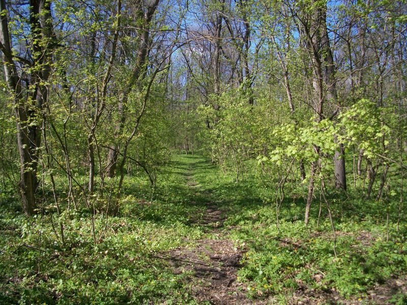 Ілюстрація. Чоловіки загубилися, йдучи в магазин по продукти.