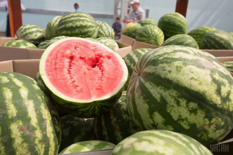 Ілюстрація. Прикарпатців вчать правильно обирати кавуни.