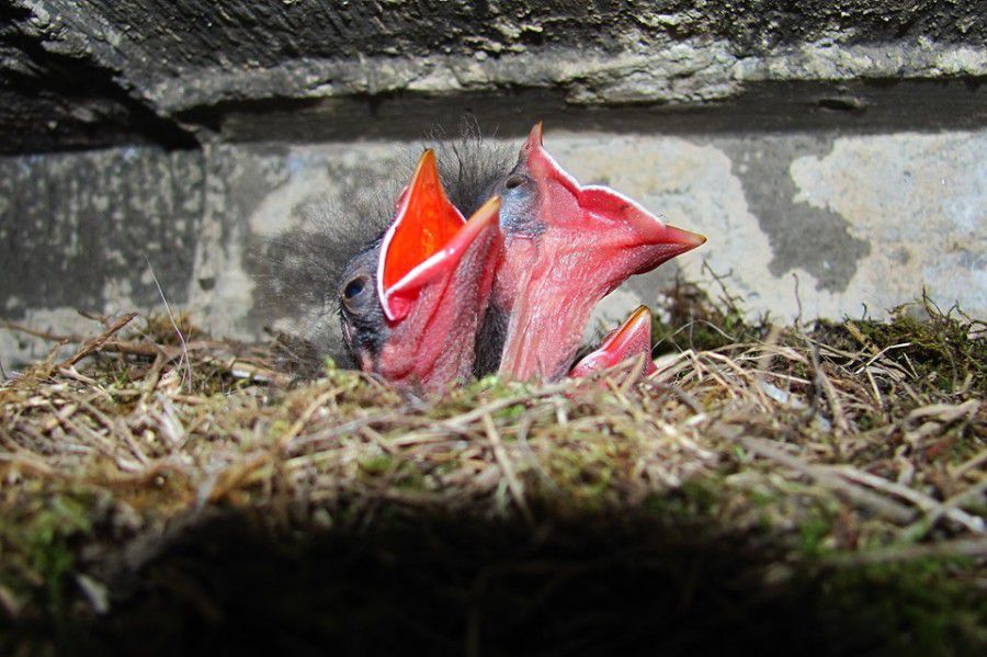 Гнізда тинівка альпійська розміщує у важкодоступних місцях на скелях у тріщинах або під камінням.