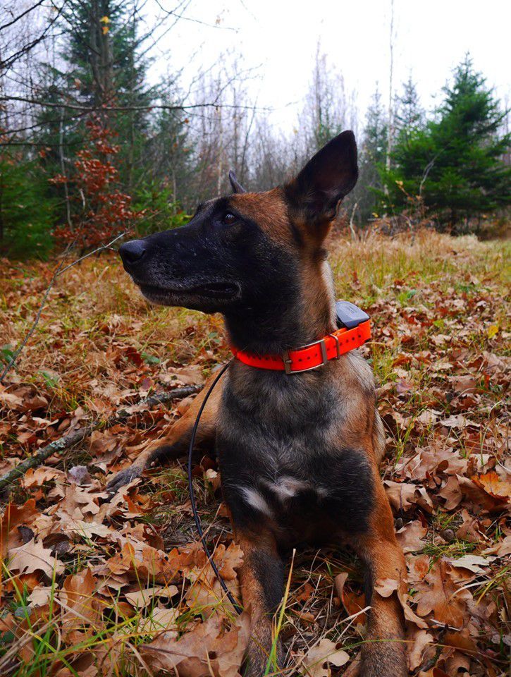 Тіло місцевого жителя на лісовій дорозі знайшов собака кінологічного розрахунку &mdash; бельгійська вівчарка Малінуа по 