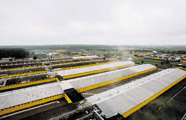 Біогазовий завод потужністю 1166 кВт теплової енергії забезпечує теплом приміщення, де вирощується близько 54 тисячі сви