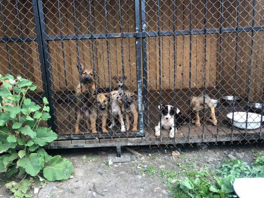 Через переповненість притулку, собаки повертатимуться на вулиці міста.