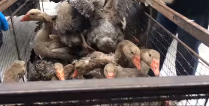 Зоозахисна організація &ldquo;Відкриті Клітки&rdquo; опублікувала кадри знущань над тваринами, які їм анонімно надіслав 