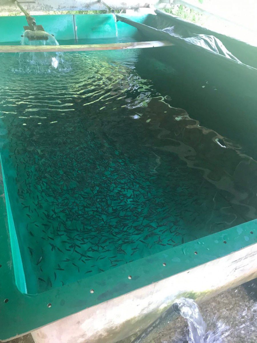 До водойм випустили 135 000 мальків струмкової форелі