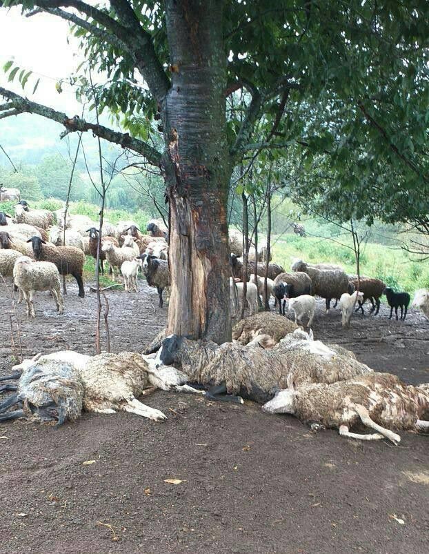 Тварини ховалися під деревом, куди і влучила блискавка