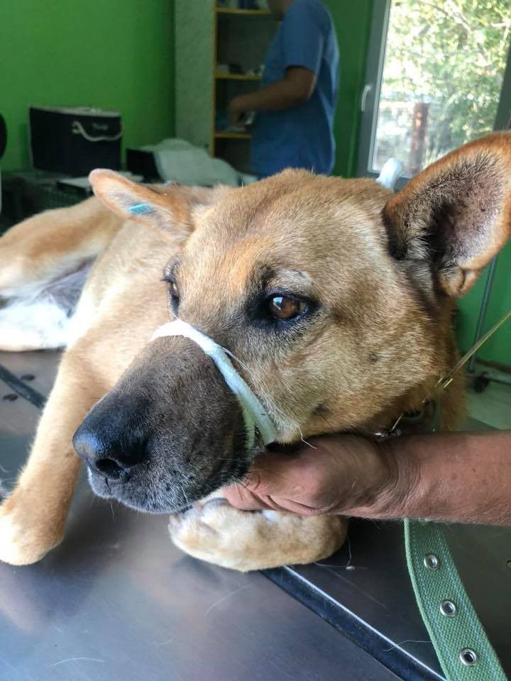 Волонтери збирають гроші на лікування собак.