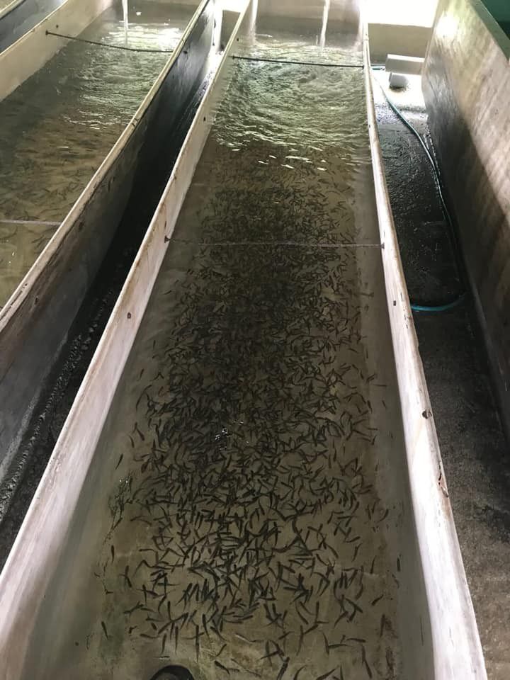 Контроль за проведенням зариблення здійснюватиме спеціальна комісія.