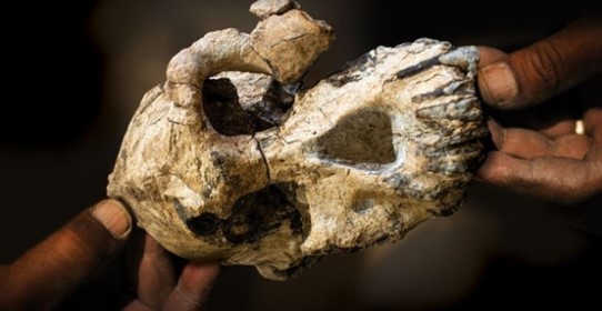 Дослідники визначили, що вік черепа &mdash; близько 3,8 мільйона років, а належав він дорослому самцю виду Australopithe