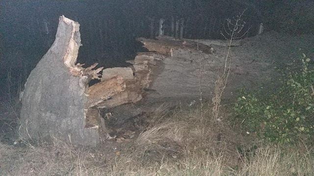 Калуські рятувальники розпиляли дерево, яке впало на проїжджу частину дороги і перекоджало руху транспорту | Фото: @vysl