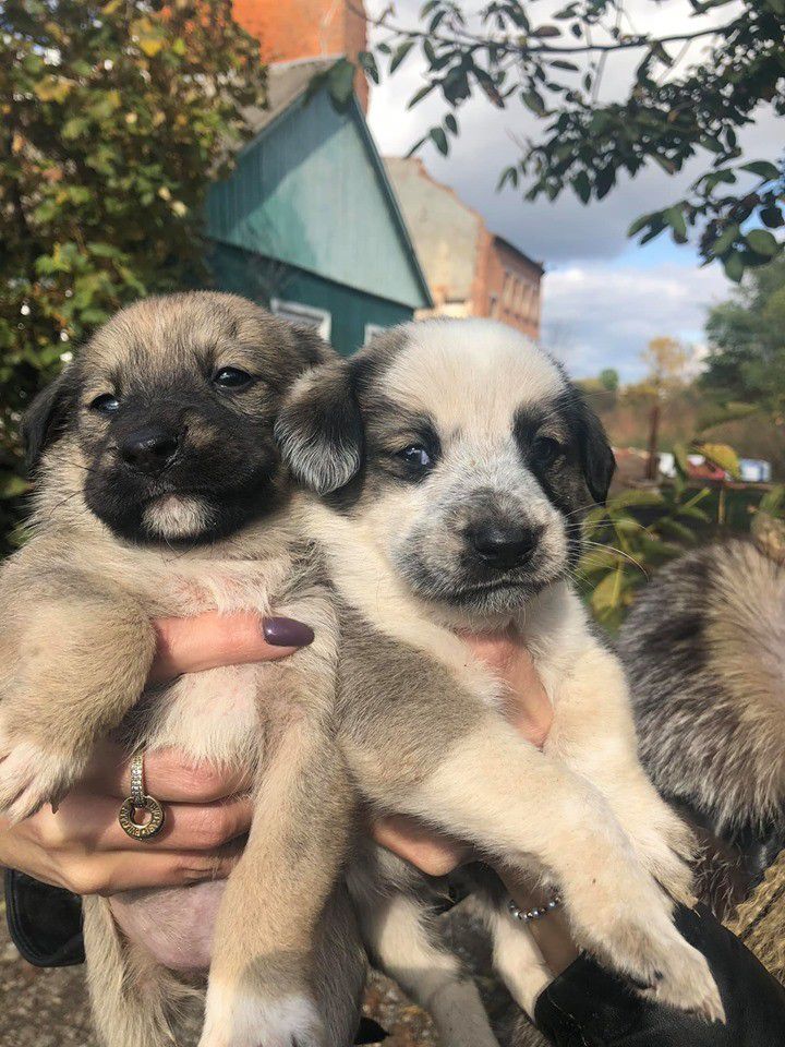 Собаки в притулку чекають на нових господарів 