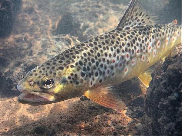 Ілюстрація. Заборона на вилов форелі діятиме до 15 грудня 2019 року.