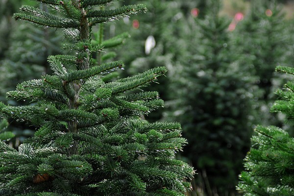 Ілюстрація. Ялинки на ринках з'являться у середині грудня