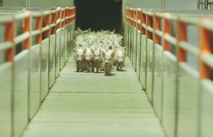 У компанії постійно переглядають раціон тварин, щоб надати їм оптимальну кількість поживних речовин