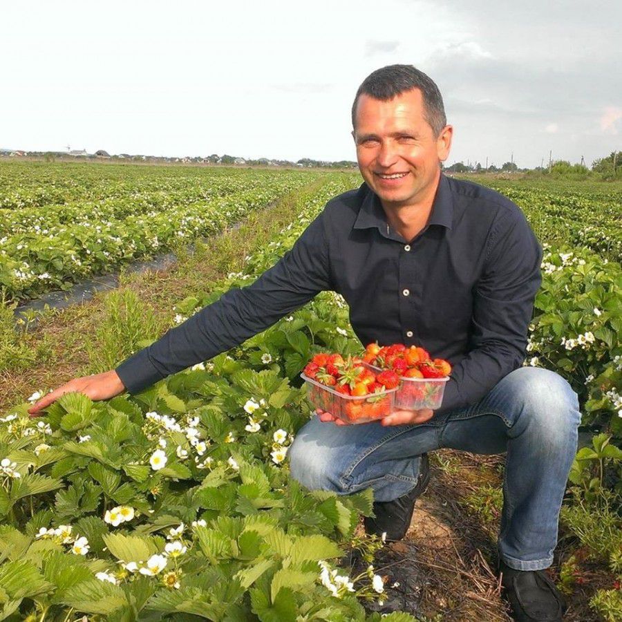 Богдан Лутчин вибрав так звану ремонтантну розсаду &mdash; вона родить пів року, а від перепаду температур стає ще солод