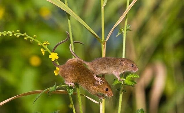 Ілюстрація. За сприятливих погодних умов може відбутися наростання чисельності гризунів
