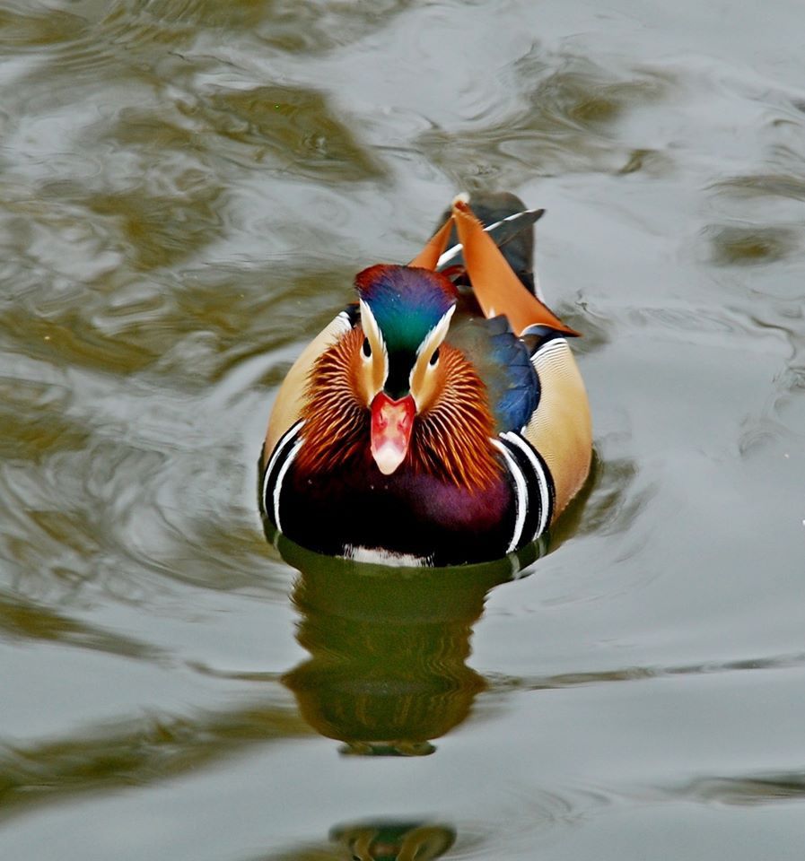 В міському парку сфотографували качку-мандаринку | Фото: Yngvarr Piligrim