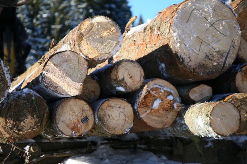 Минулого тижня правоохоронні органи зафіксували більше двох десятків машин, які перевозили деревину без належного маркув