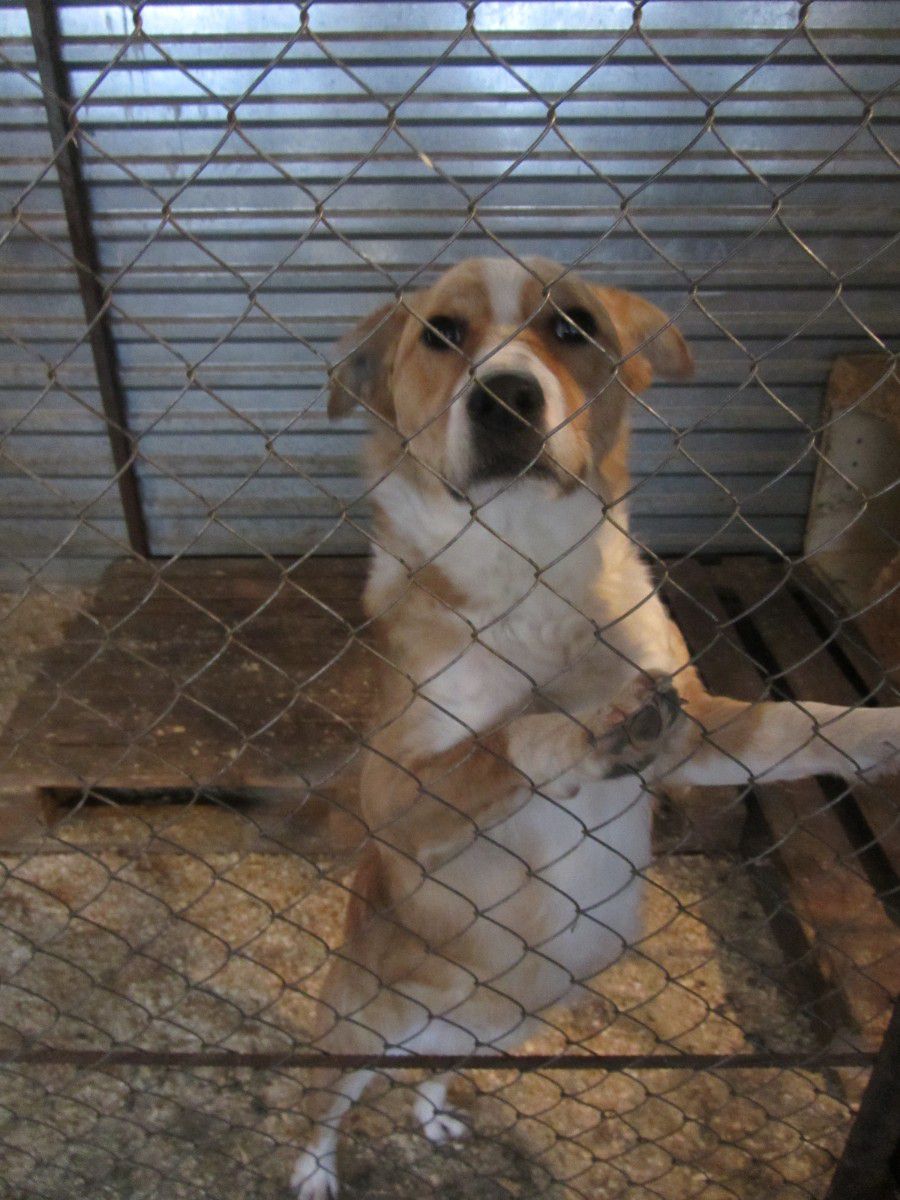 Процедура потрапляння собак до пункту перетримки така: спочатку безпритульних тварин виловлюють на вулицях, стерилізують