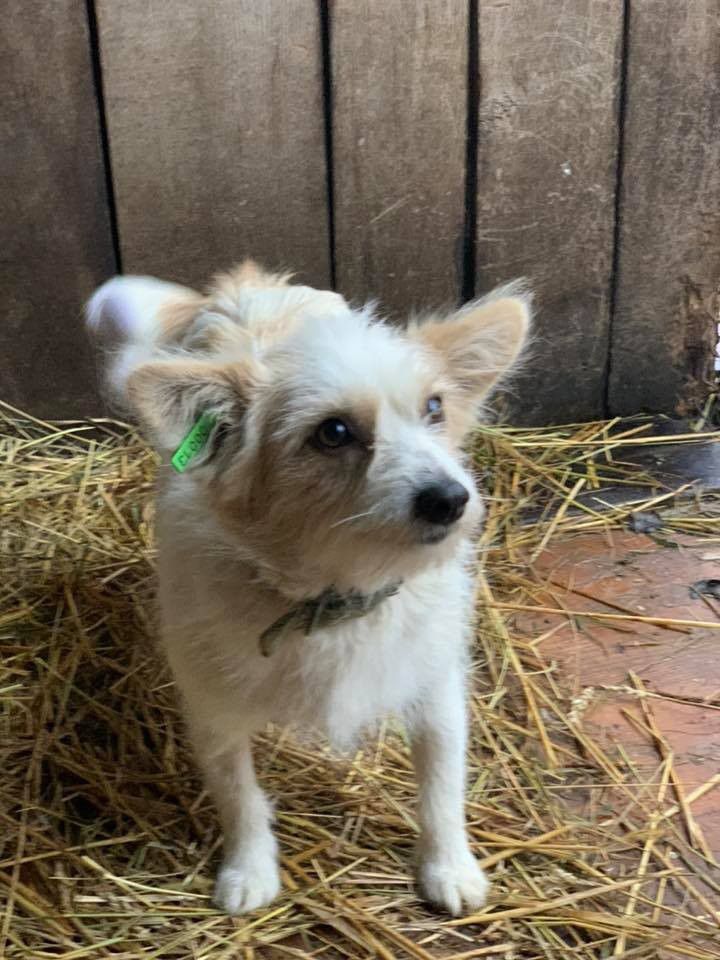 Обоє собак &mdash; провакциновані й простерилізовані
