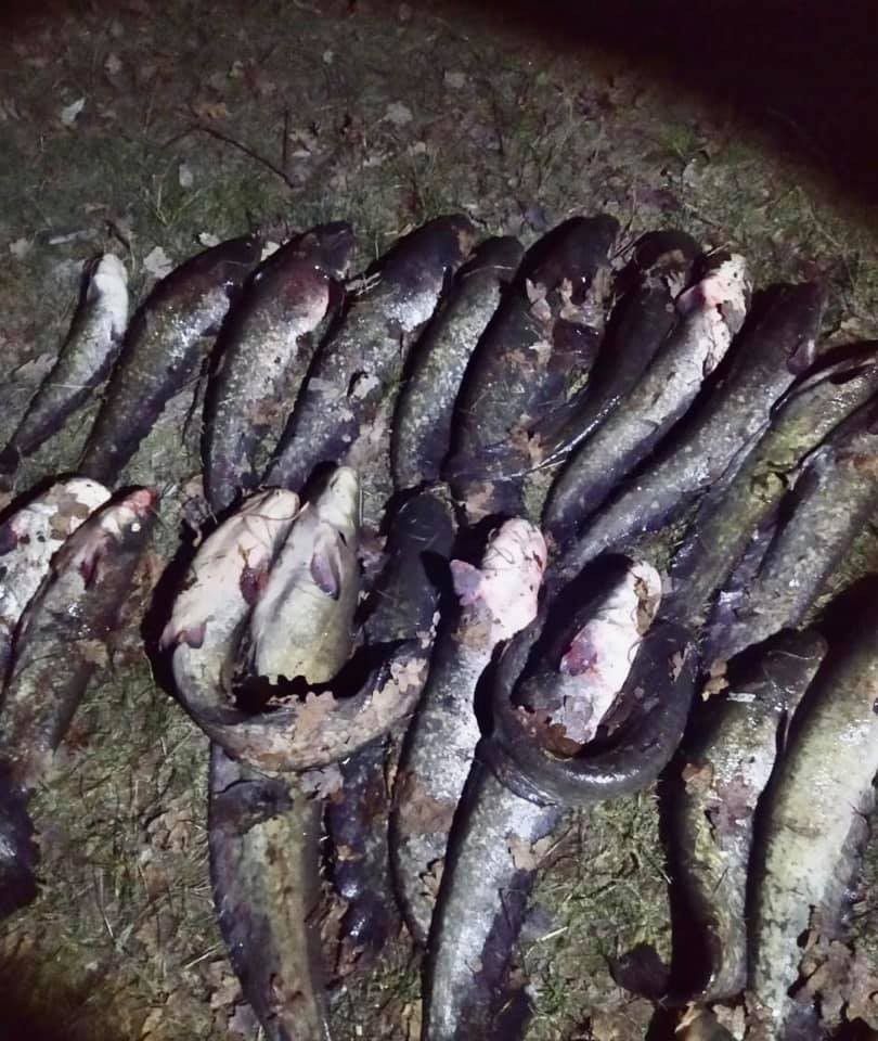 Поліцейські виявили загалом близького пів сотні одиниць риби