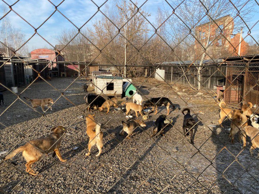 Справжнє щастя для чотириногих &mdash; знайти люблячих господарів | Фото: Софія Максимець