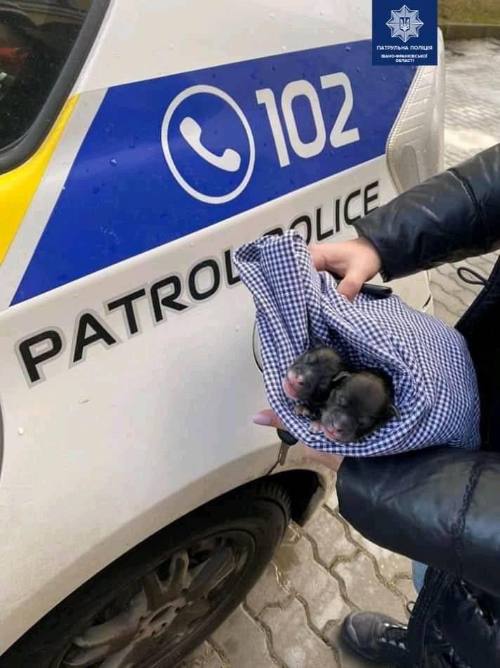 Малятам приблизно два дні і вони потребують копіткого догляду