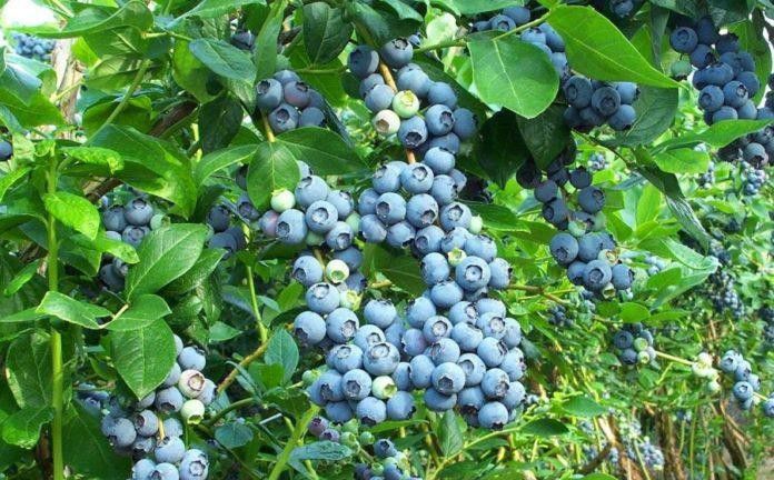 Ілюстрація. Для вирощування лохини сільська рада виділила 16 гектарів землі