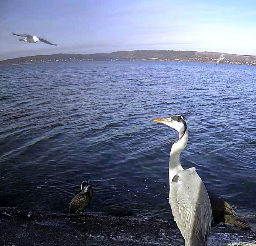 У поле зору камер потрапила велика кількість  рідкісних видів птахів