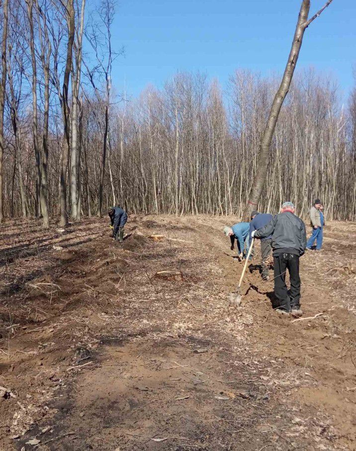 Лісівники Коломийського лісгоспу вже висадили 11,5 га лісових культур 