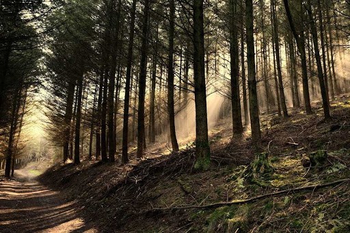 Ілюстрація. Ліс знаходиться на території Богородчанського, Калуського та Тисменицького районів