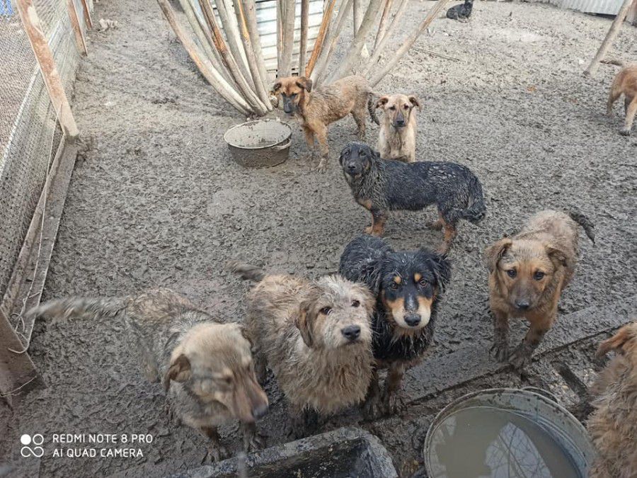 Тварини мають жахливий вигляд, через це нові хазяїни не спішать їх забирати з притулку