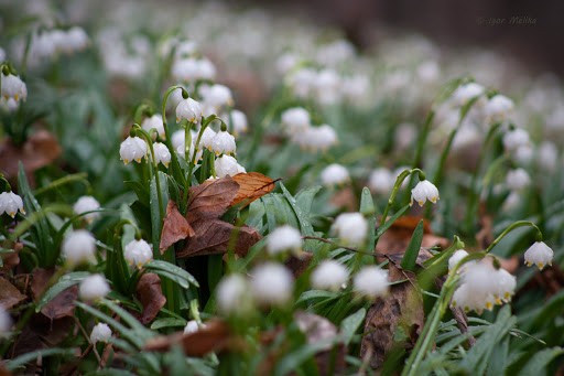Ілюстрація. Поляна з білоцвітами квітне навесні вже майже впродовж 10-ти років